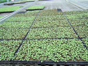 seedling planting plastic seeding tray for greenhouse