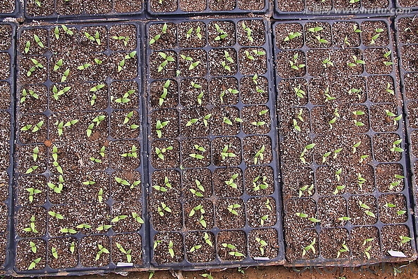 Agriculture Seed Germination Tray In Green House