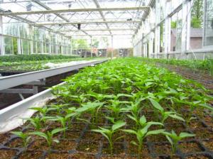 Raise Seeding Tray (Seed Tray,Nursery Tray, Planter Tray)