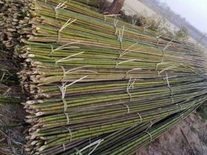 Bamboo Cane Natural Sticks Bamboo Natural