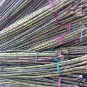 Natural White Bamboo Sticks Natural White