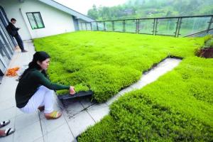 Economy Garden / Landscape Artificial Grass in China