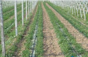 Irrigation Drip Line with Double Blue Lines for grapes