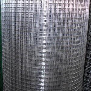 Electro Galvanized Welded Wire Mesh From Best Seller