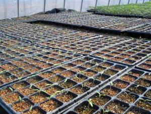 288 Cells OEM Plastic Nursery Tray&Lids Plastic Nursery Seed Plug Trays for Propagation