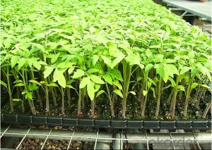 Deep Black Plastic Seedling Tray Seed Germination Tray Nursery Plug Trays