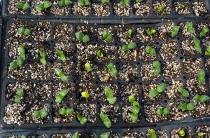 Gardening Seed Tray /Plug Tray /Nursery Tray