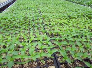 Deep Black Plastic Seedling Tray Seed Germination Tray Nursery Plug Trays