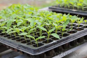 128 Cells Cheap Tomato Seedling Plug Seed Tray
