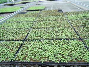 Black Plastic Nursery  Trays Cell Seed Tray of 32 105 200