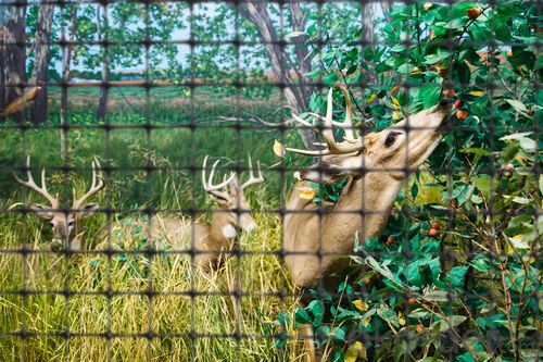 PP Plastic Netting/ Deer Netting for Animals System 1