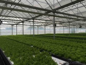 Large-scale High Yield Vegetable Plant Factory