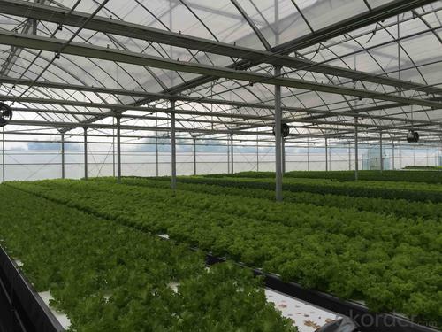 Large-scale High Yield Vegetable Plant Factory System 1