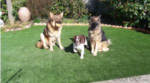 Pet Artificial Grass for cats and dogs