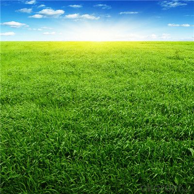 New Natural Landscaping Grass Artificial Grass for Garden System 1