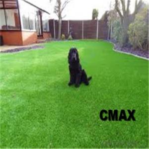 Pets playing yard laying grass artificial lawn