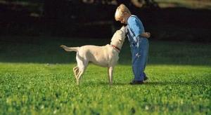 Safe and reliable artificial lawn for pets System 1
