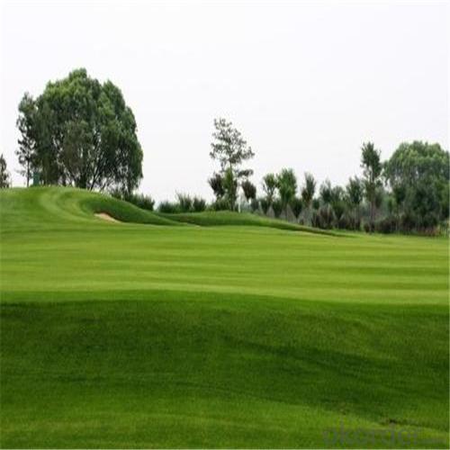 Artificial  Grass/Golf  Putting Green System 1