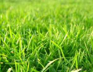 New Field colour Artificial Leisure Lawn