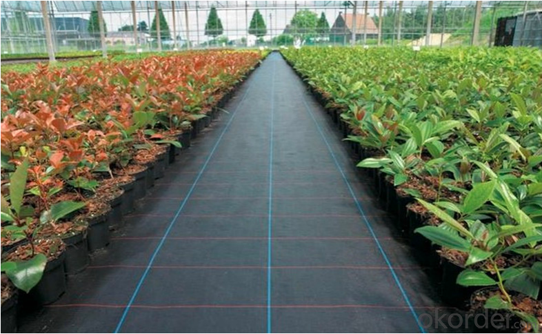 Greenhouse Plastic Film Ground Cover Weed Mat System 1